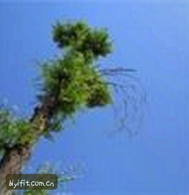 陈锋